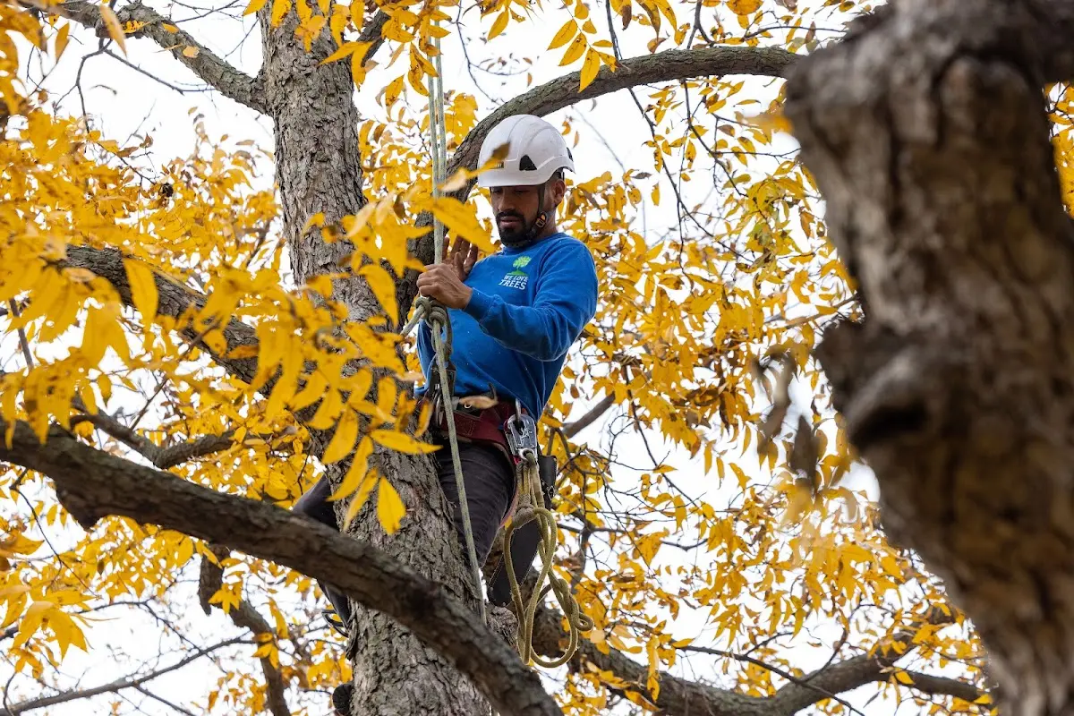 Skilled Tree Planting crew working in Lone Tree