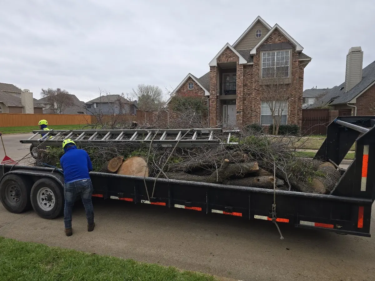 Expert Tree Fertilization with proper safety equipment in Lone Tree
